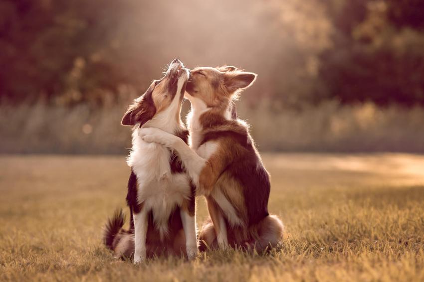 Adorable Animals with a Love Sign Graphic by DigitalCreativeDen ... Adorable Animals with a Love Sign Graphic by DigitalCreativeDen ...