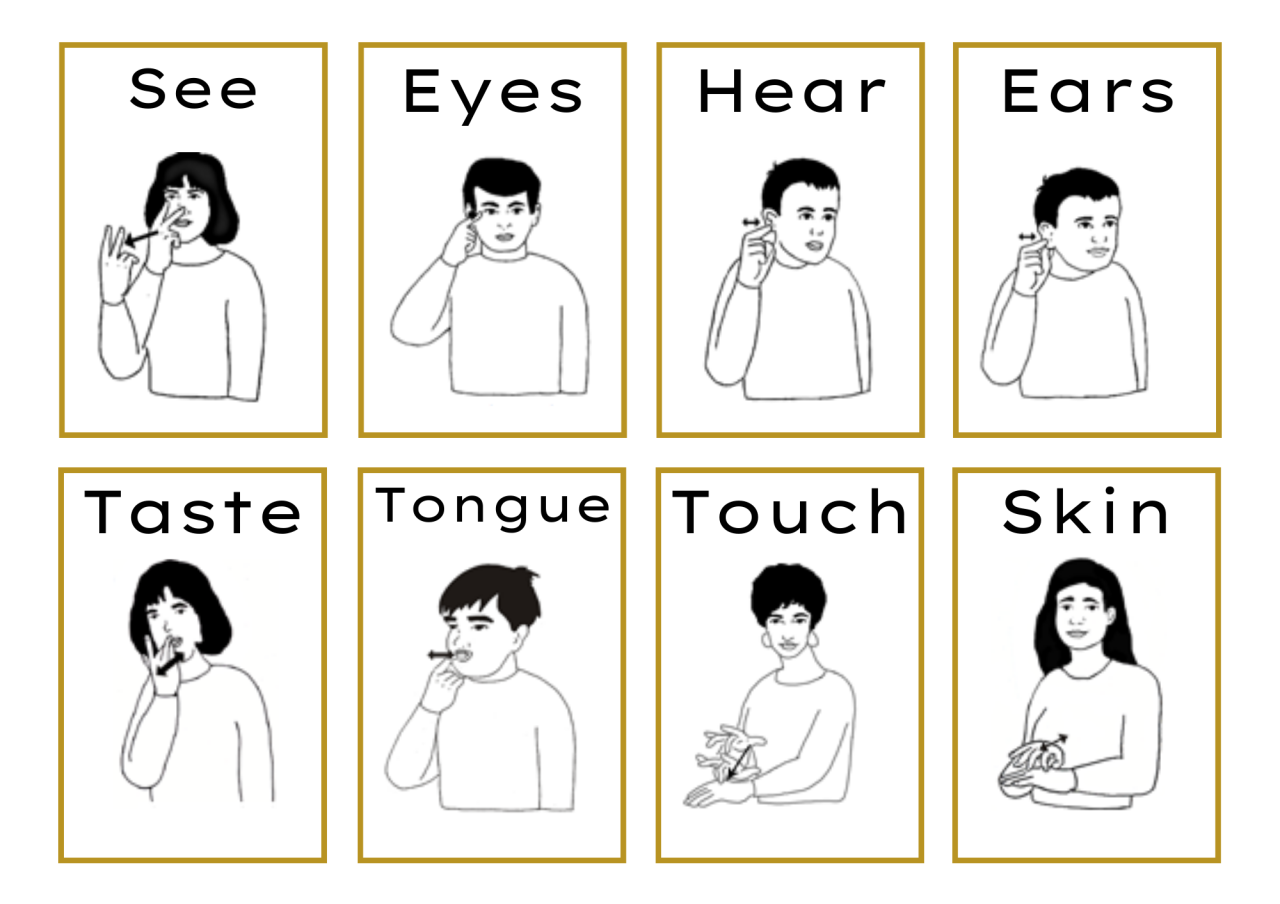 ASL Basic Vocabulary Flashcard Pack 2 | Made By Teachers ASL Basic Vocabulary Flashcard Pack 2 | Made By Teachers